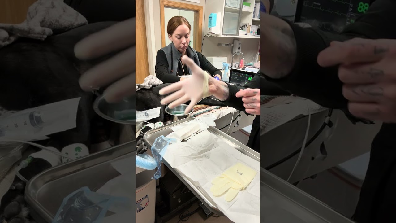 Penn Foster Externship 2 (REV2202) Skill 15 Canine Male Urinary Catheter