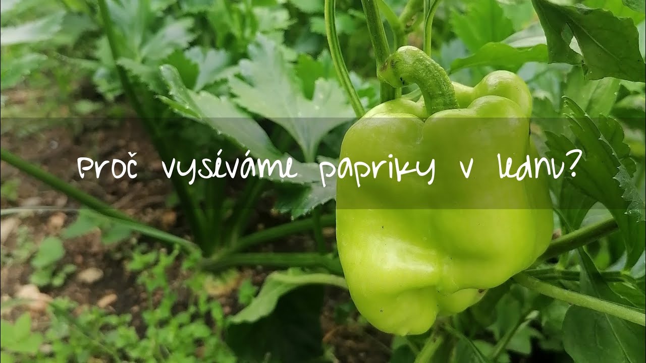 Výsev paprik v lednu