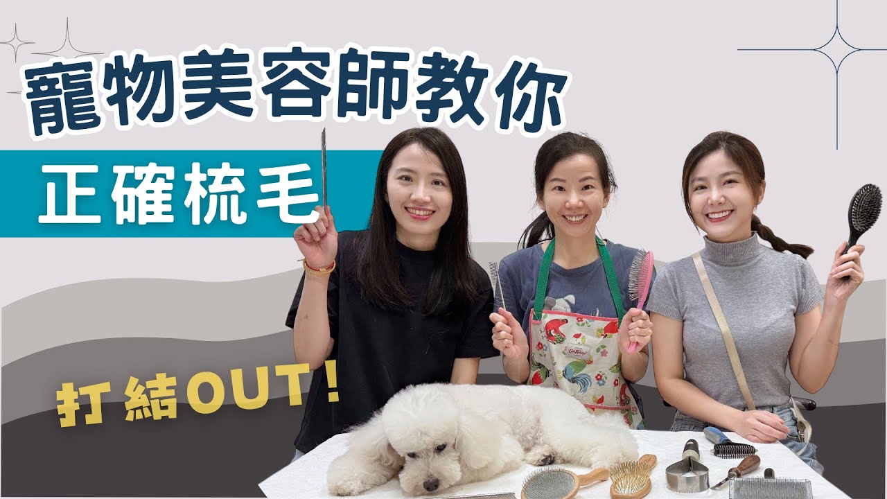 寵物美容師教你正確梳毛！貓咪狗狗打結out！