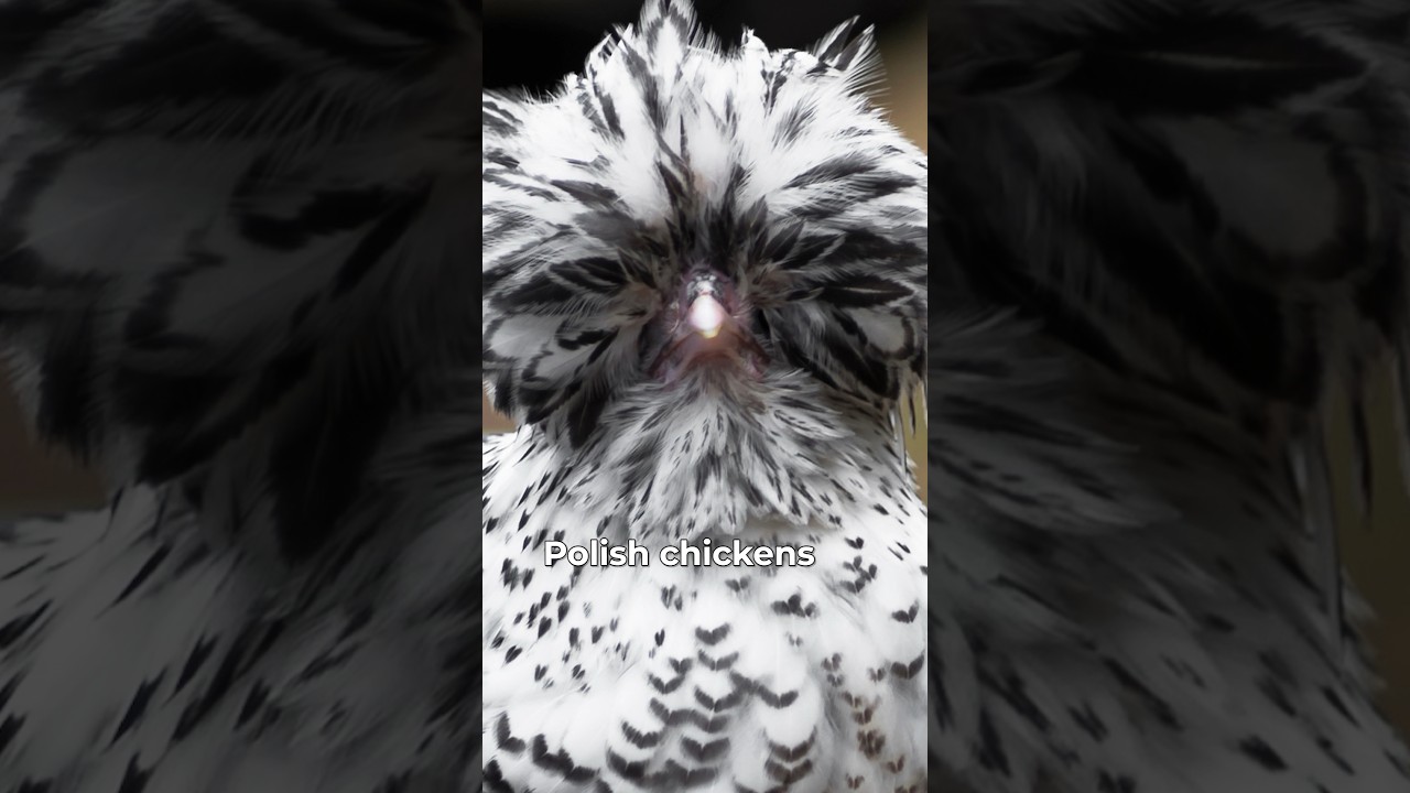 Think Twice Before Getting THIS Breed of Chicken #chickenlandia #backyardchickens #raisingchickens