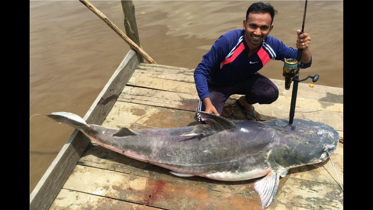 Piraiba Fishing in Suriname. My first Piraiba (lau lau) 2.08 m