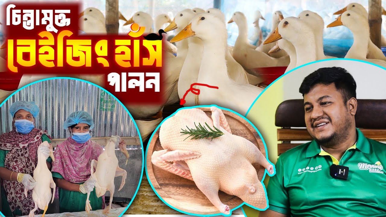 বেইজিং হাঁস পালন - প্রসেসিং মাংস বিক্রিতে লাভবান খামারিরা | হাঁসের মাংসের দাম কত? Pekin Duck Farming