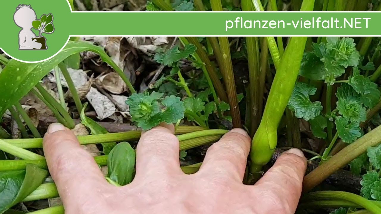 Gefleckter Aronstab - Bl&uuml;tentrieb - 13.04.18 (Arum maculatum) - Wildpflanzen-Bestimmung