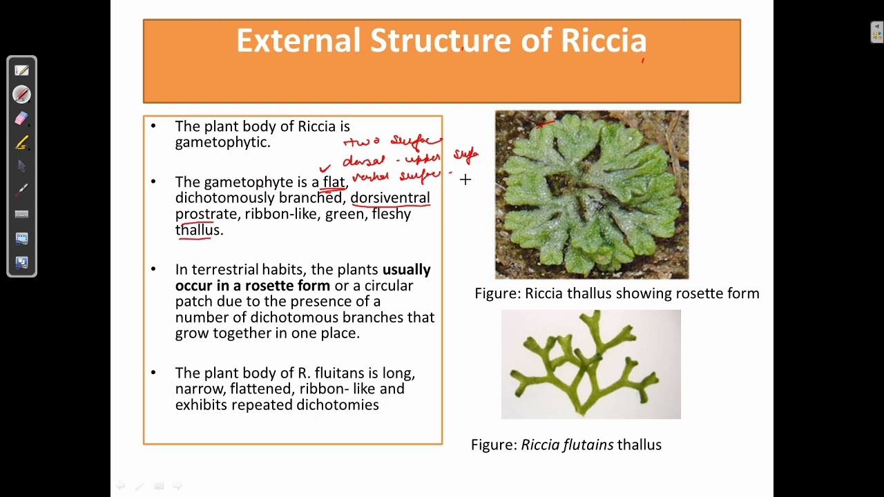 External structure of the gametophyte of Riccia