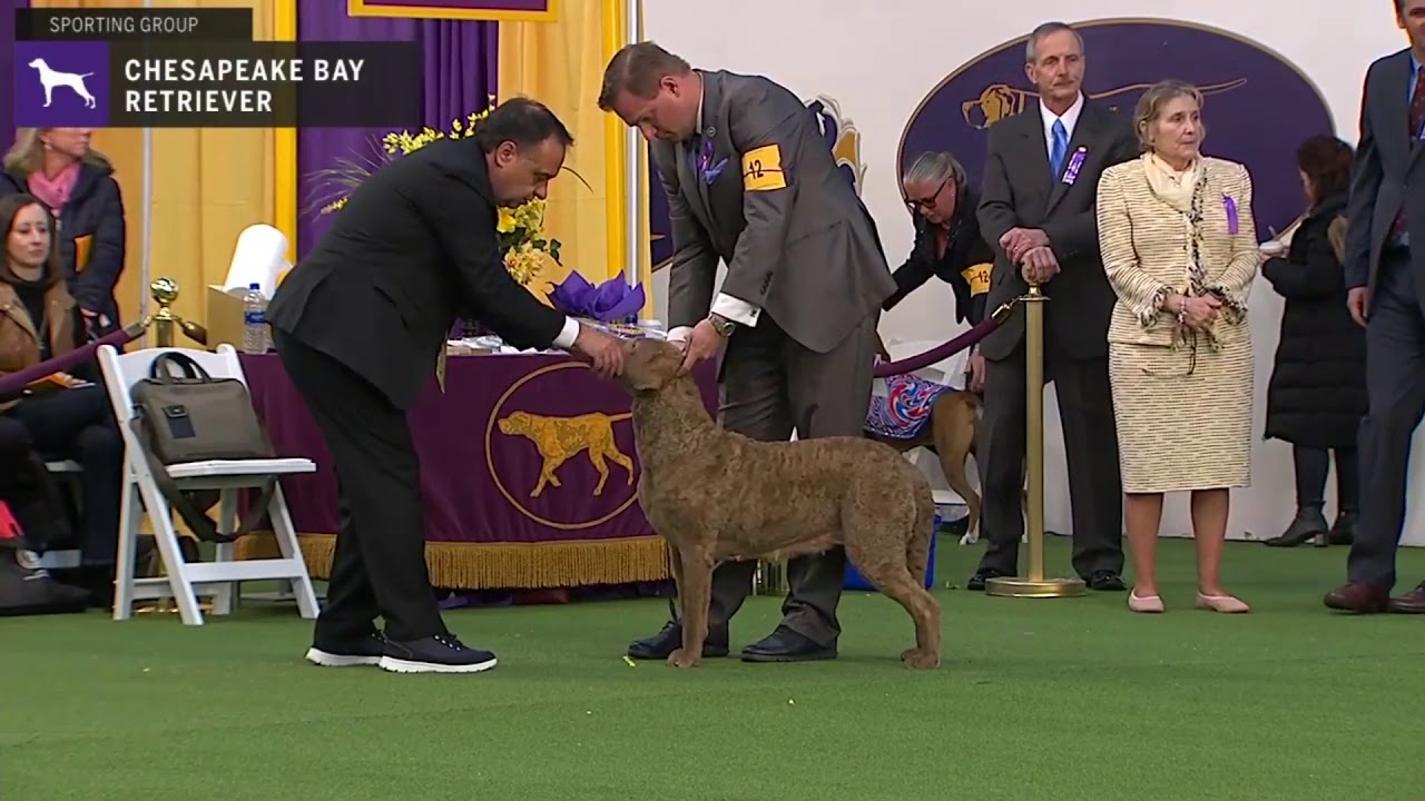Chesapeake Bay Retriever | Breed Judging 2020