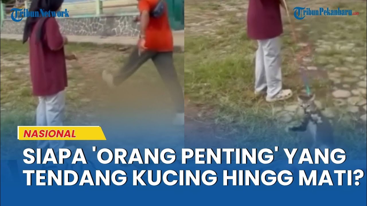 Pria di Blora Tega Tendang Kucing hingga Mati, Pemilik Beber Sosok 'Orang Penting' Sebagai Pelaku