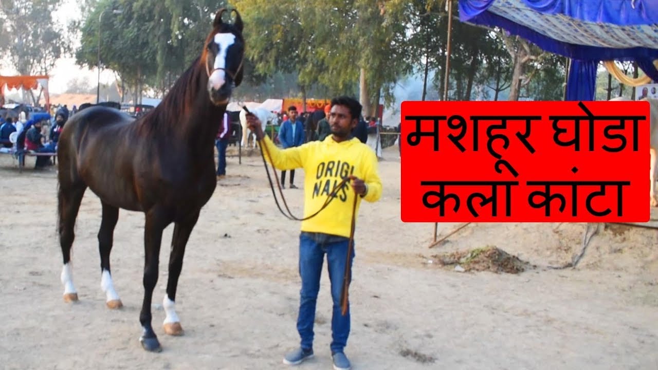 65 लाख का घोडा कला कांटा | Marwari Horse - Kala Kanta