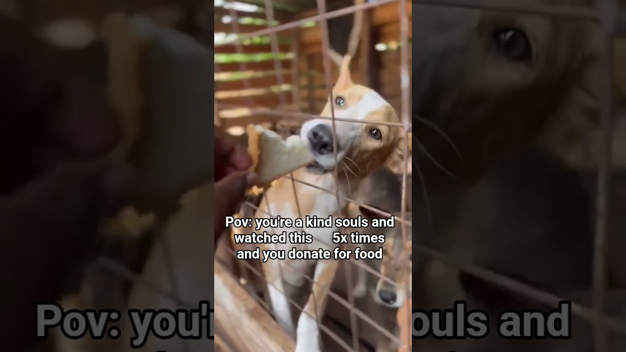 if you care about animals please consider supporting this voiceless animals 