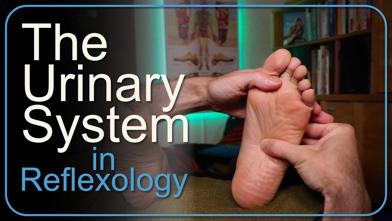How to Work the Entire Urinary System in Reflexology