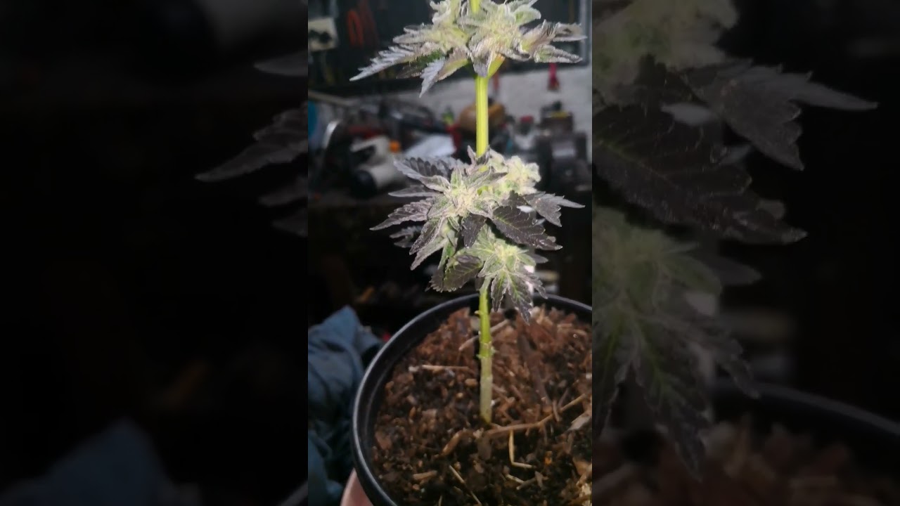 Small Strawberry Kush 🍓 🤤 #cannabis