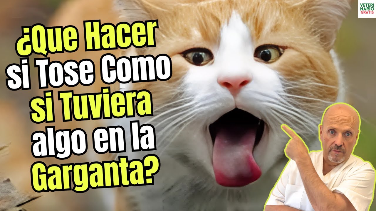 ¿QUÉ HACER SI MI GATO TOSE 😱 COMO SI TUVIERA ALGO EN LA GARGANTA? 🐈💨