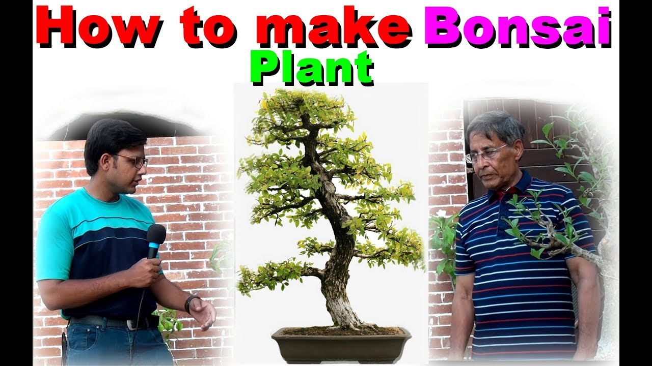 How to make Bonsai plant Jamshed Asmi Informative Channel In (Urdu/Hindi)
