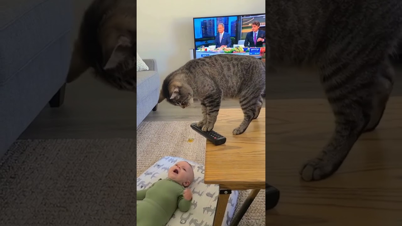 ПОПАЛО НА КАМЕРУ: Кот успокаивает плачущего ребенка с помощью пульта дистанционного управления (п...