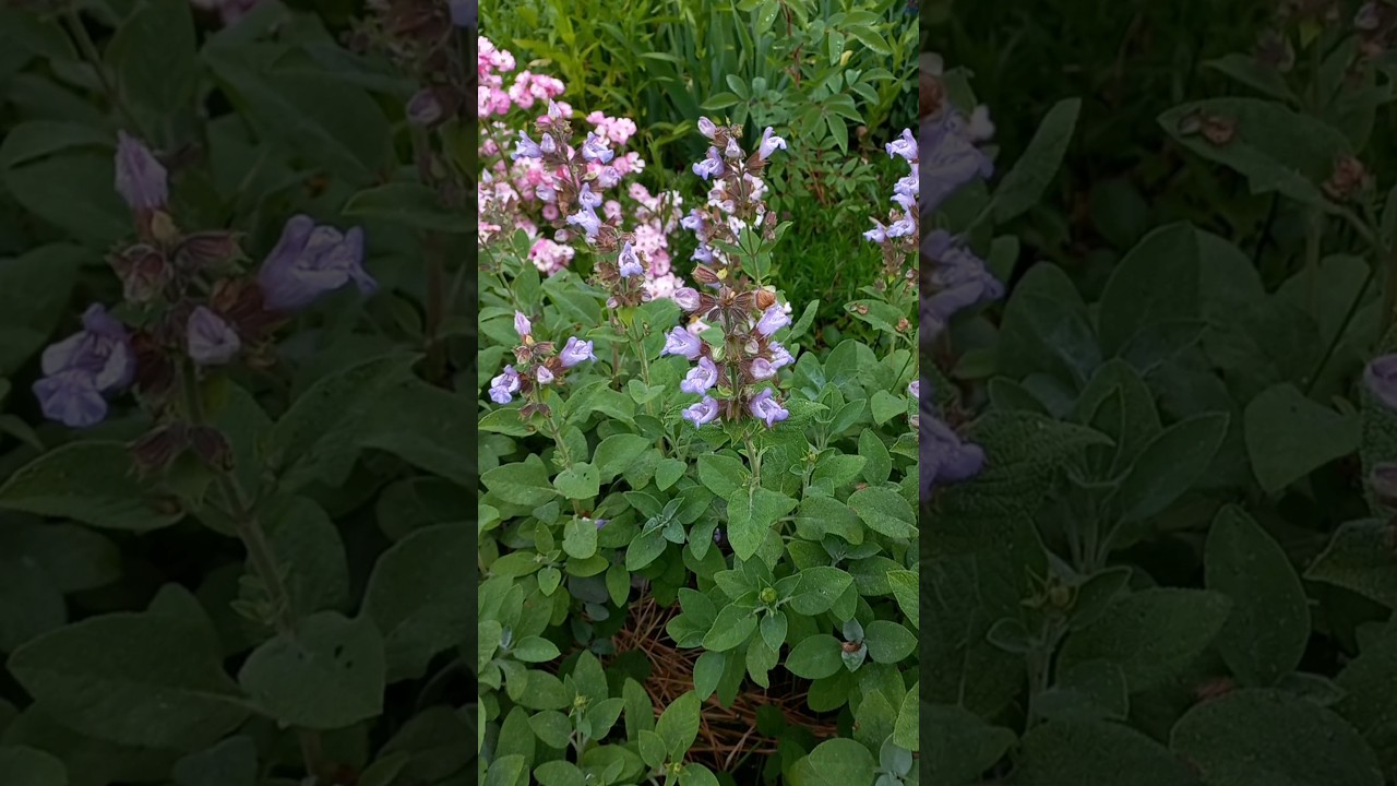 wspaniała bylina- szałwia lekarska 'Berggarten' w czerwcu, salvia officinalis