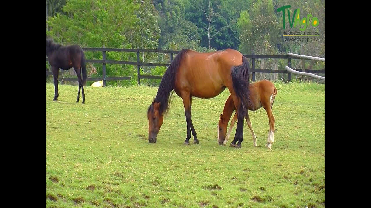 Imprinting, técnica de adiestramiento equino (Parte 1) - TvAgro por Juan Gonzalo Angel