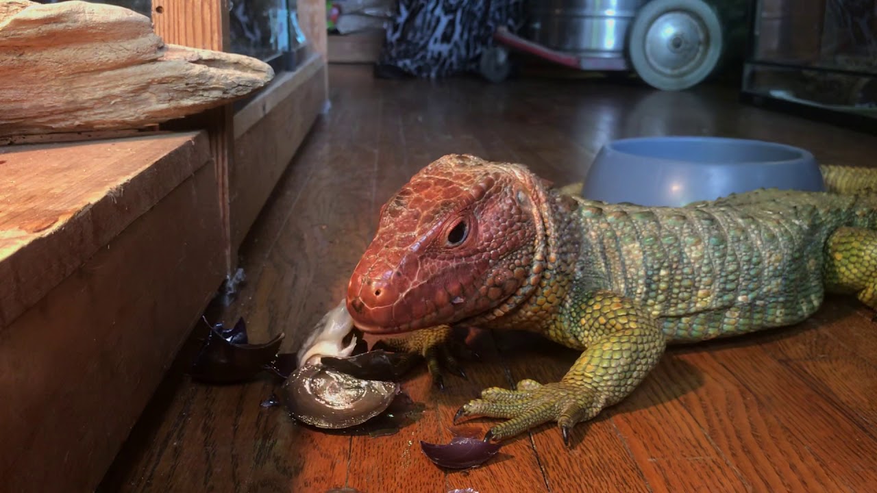 HUGE LIZARD EATS HUGE SNAIL!!!