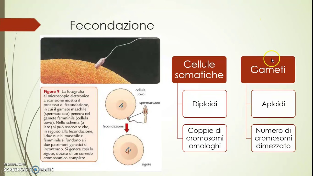 Gameti e mitosi