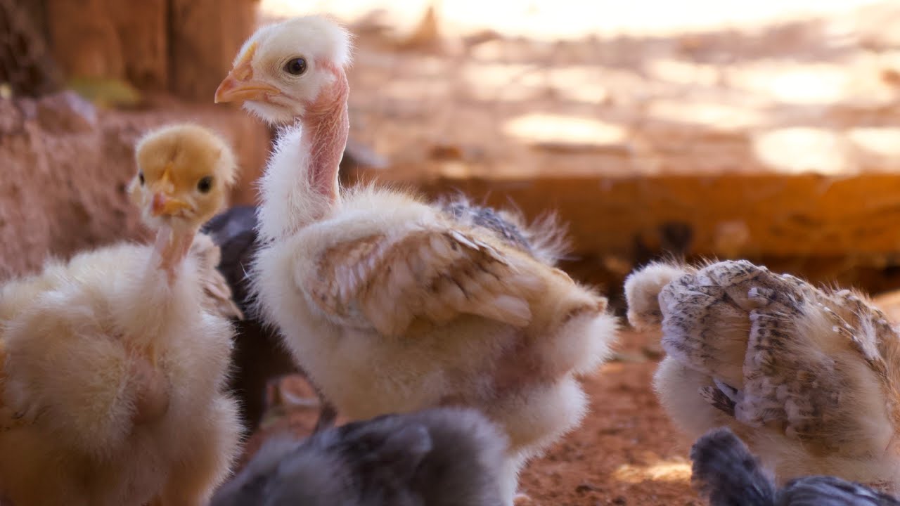 Segredo para o rápido crescimento de pintinhos | AGROCRIACAO