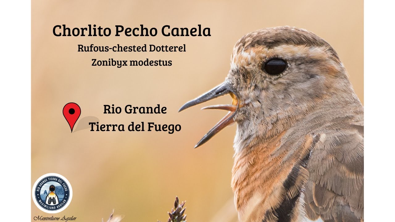 Chorlito Pecho Canela, aves de Tierra del Fuego. Rufous-chested Dotterel