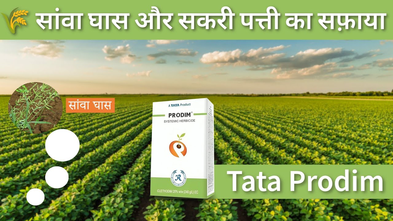 🌾*TATA Prodim* सोयाबीन से btta Sava संवा घास और सक्री पत्तियों की समस्या का सटीक समाधान! #soyabean
