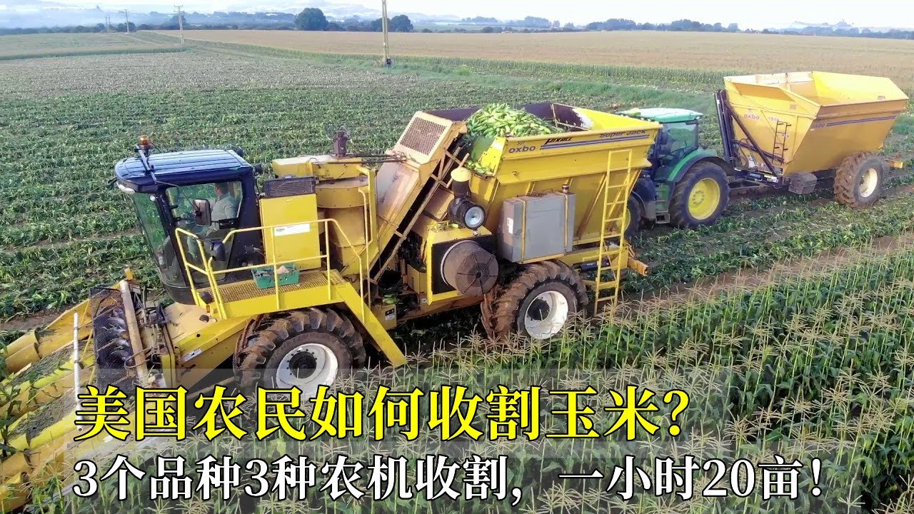 美国农民如何收割玉米？3个品种3种农机收割，一小时20亩真高效！How do American farmers harvest corn?