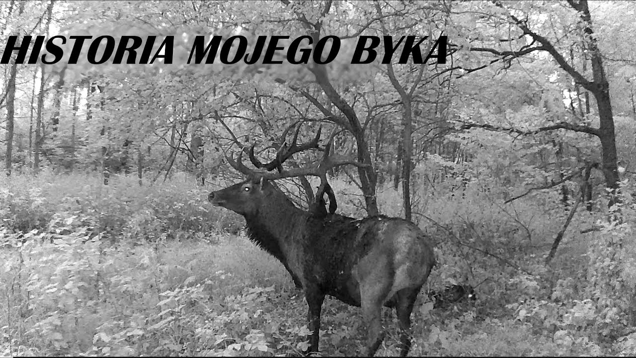 Historia mojego byka.