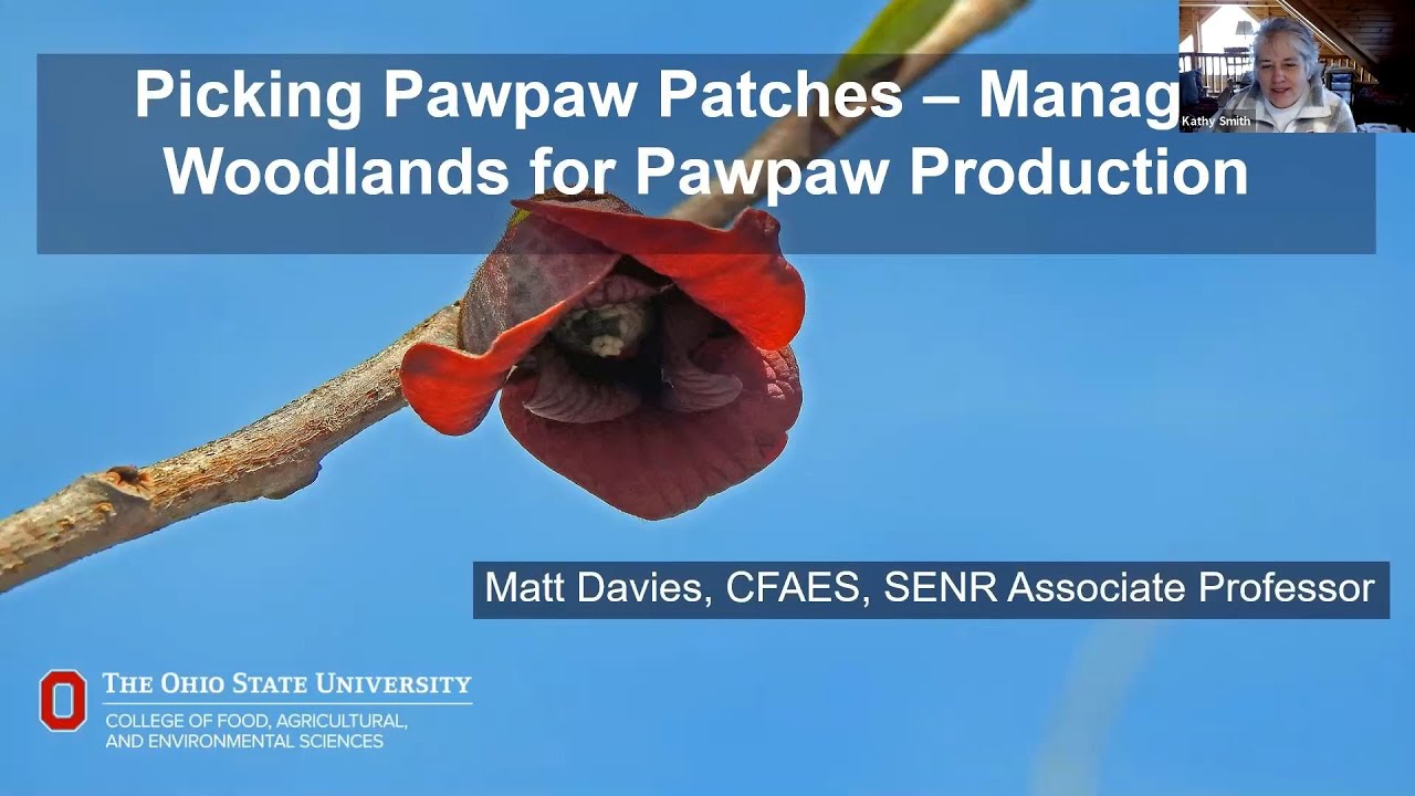 Picking Pawpaw Patches -Managing Woodlands for Pawpaw Production -February 2021