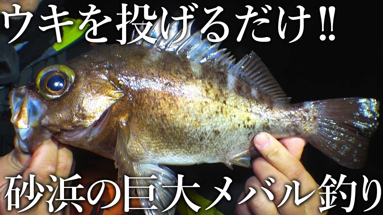 【尺メバルを求めて】砂浜からウキを投げるだけ！ついに30cm越えの巨大メバルが釣れました