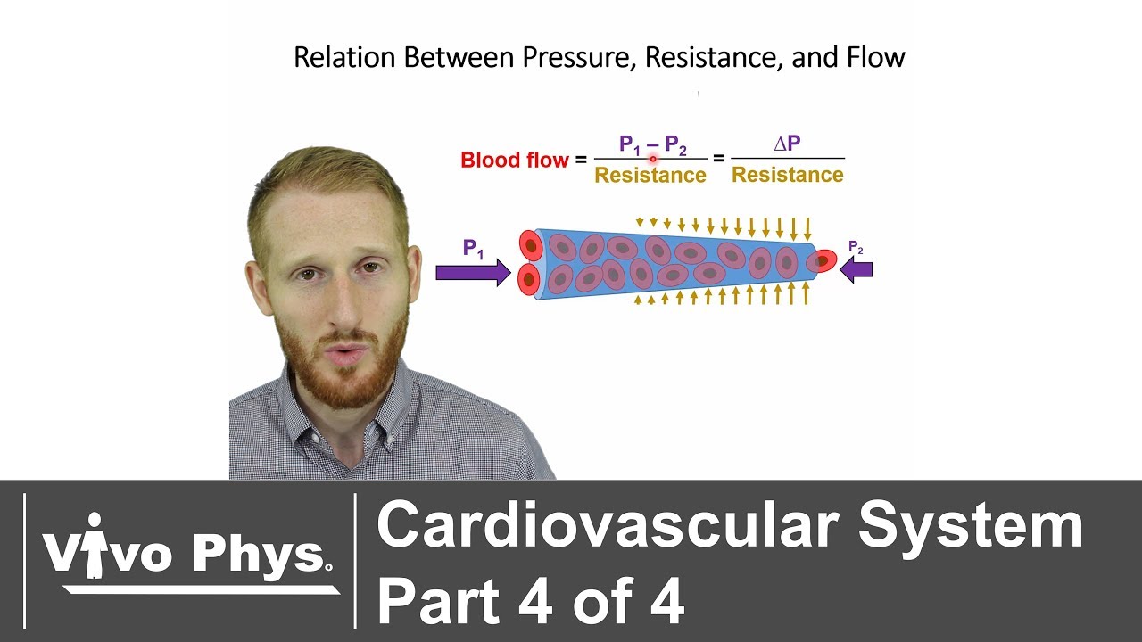 Cardiovascular System Part 4 of 4 - Blood Flow