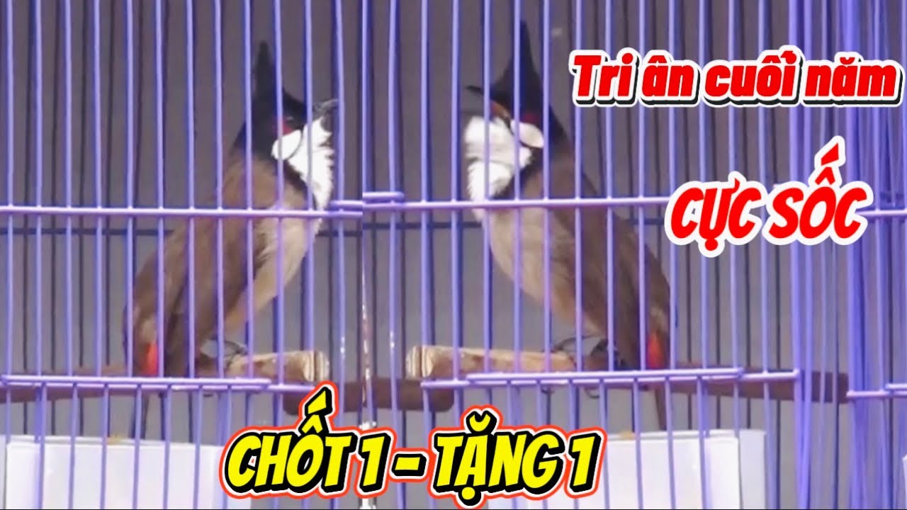 4/2: TRI ÂN CỰC SỐC CUỐI NĂM / CHỐT 1 TẶNG 1 BÉ BẤT KÌ  // TOÀN SIÊU PHẨM TUYỂN CHỌN 