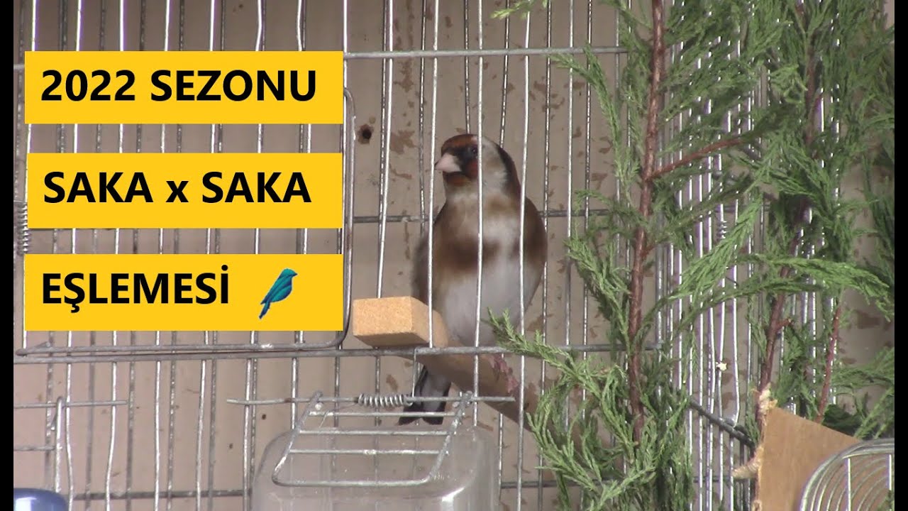 Saka x Saka Üretimi | Eşe Attığım Yıllık Kuşlar
