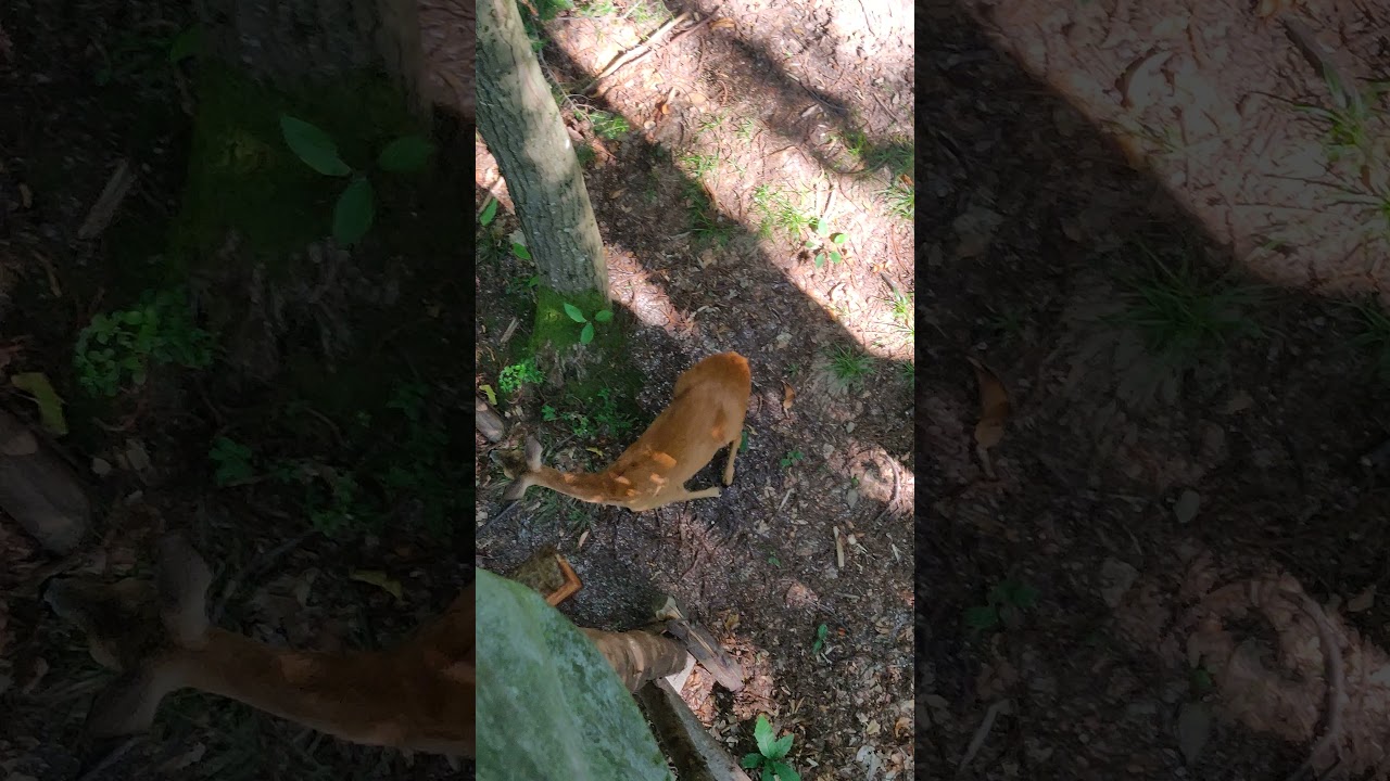 Ricke Kitzfiep