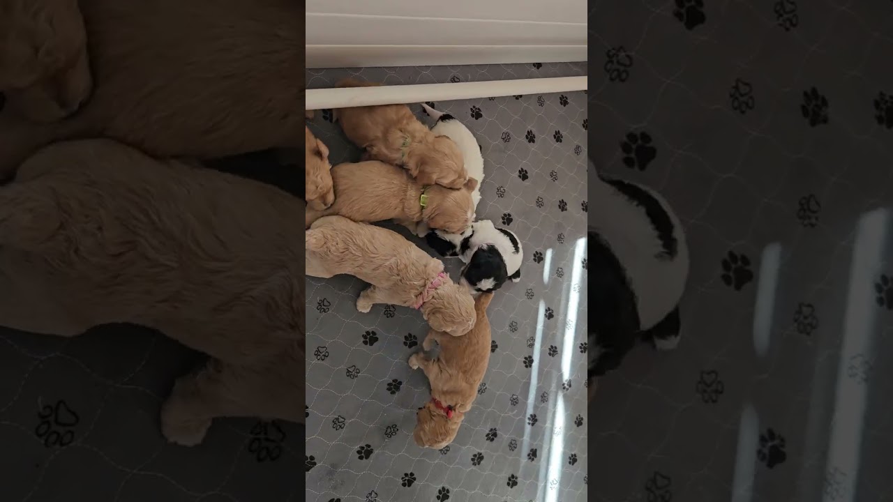 3 week old mini Goldendoodle puppies!