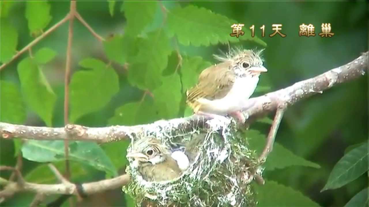 綠畫眉 (3)平安 離巢 White -bellied Yuhina