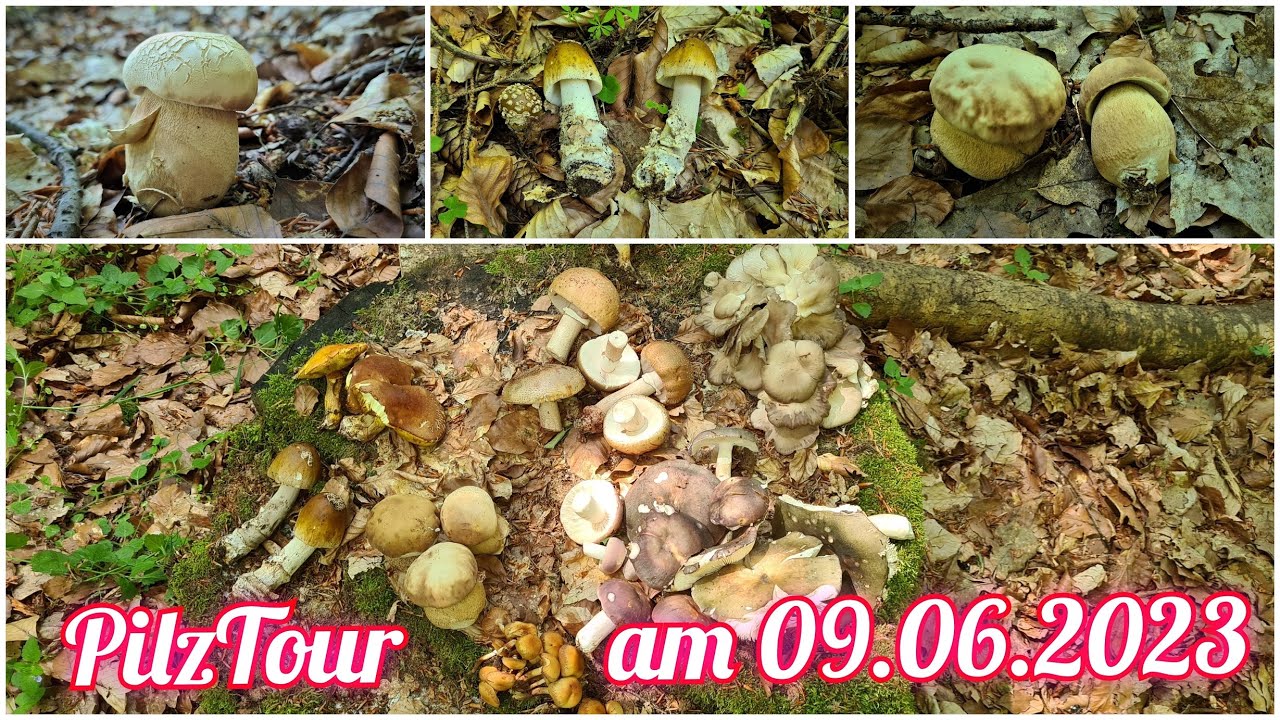 🍄🍄Tolle Pilzfunde am 09.06.2023🍄🍄
