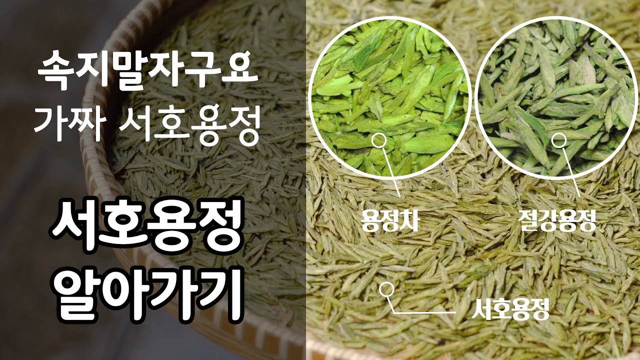 서호용정차 알아가기 | 다리미로 눌러놓은 납작한 녹차가 있어요 | 절강대 티마스터가 전하는 차이야기