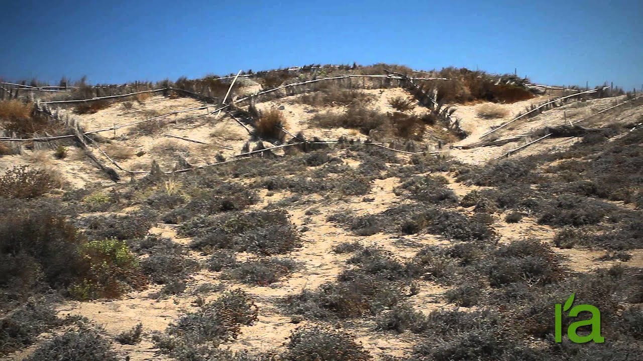 Dune regeneration projects
