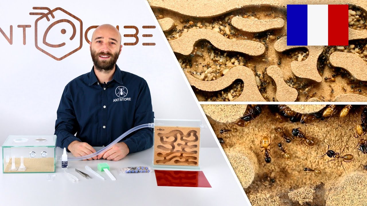 ANTCUBE Starter Kit Liège pour les fourmis qui vivant dans le bois