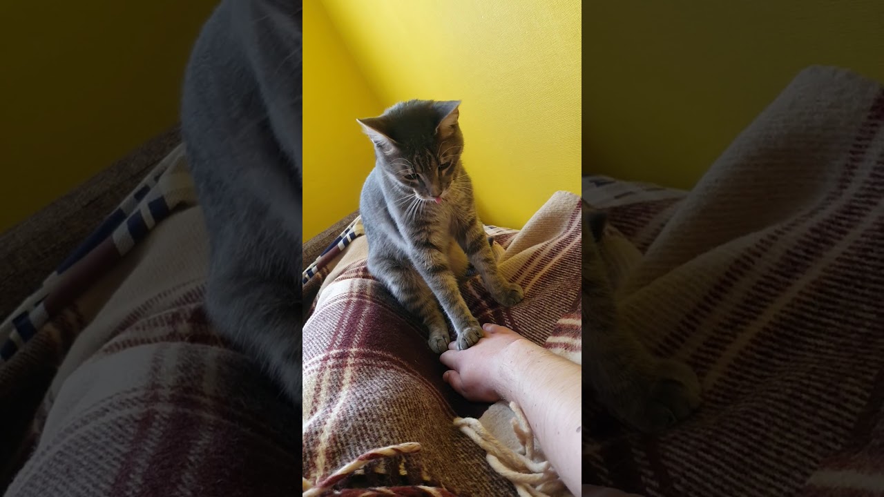 Human vs Predator