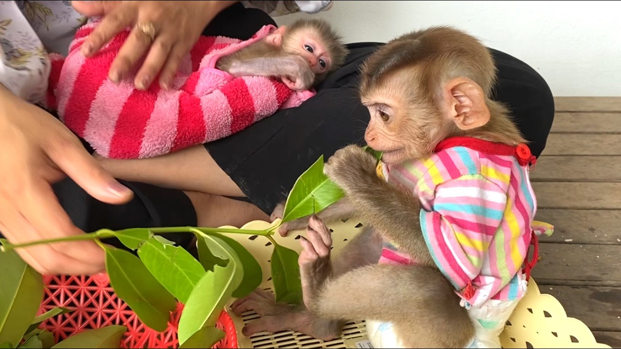 Amazing!! Good boy TORO helps his mom prepare vegetables while his sister sleeps on mom's lap