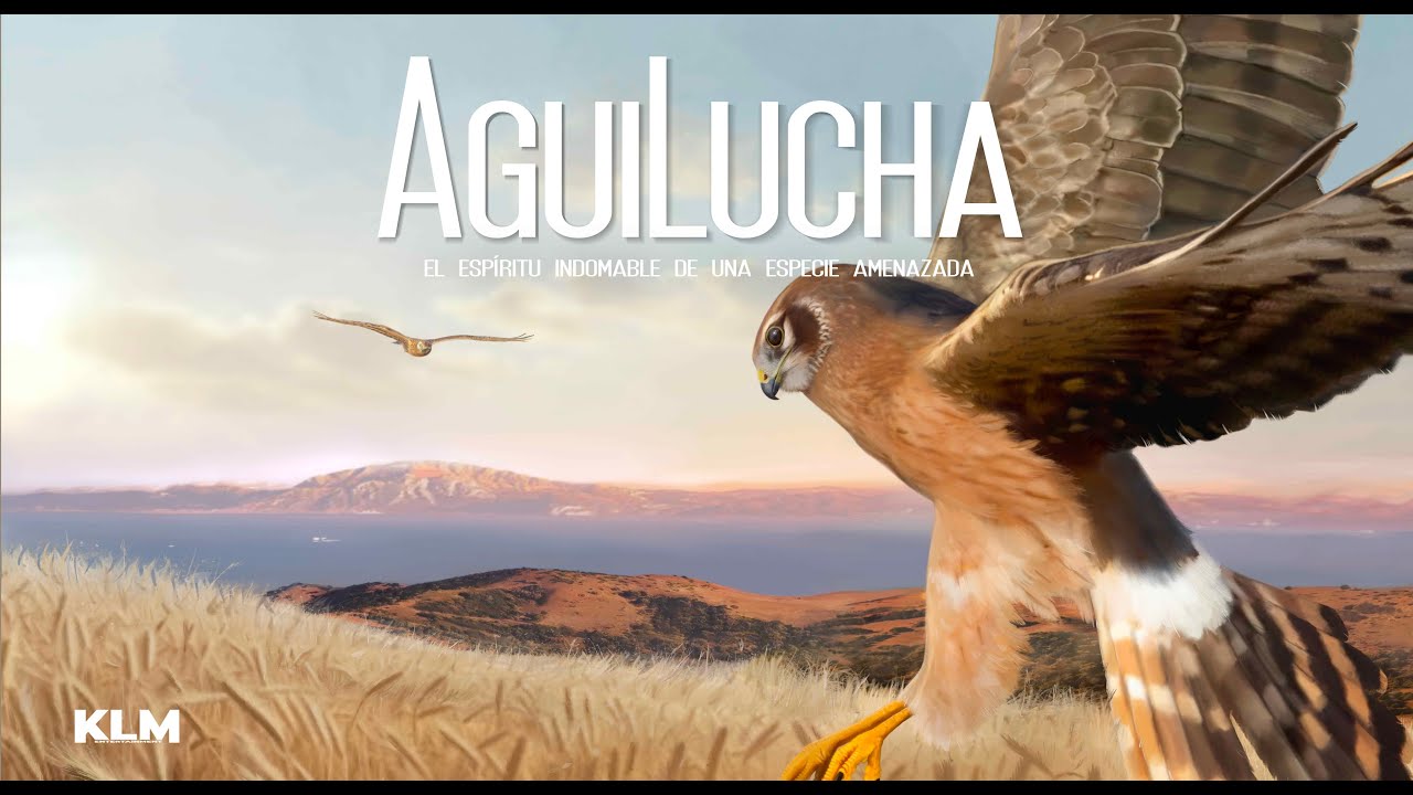 AGUILUCHA (Trailer)