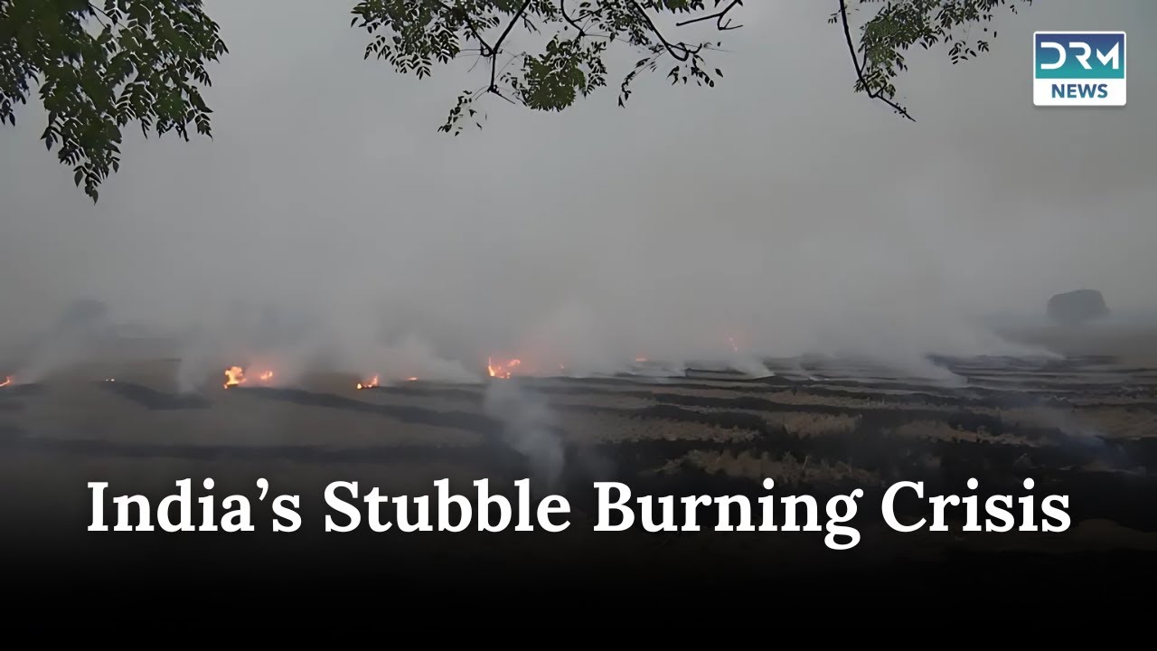 Punjab's Stubble Burning CRISIS Farmers Struggle Without Aid | News Today | DRM News AL1I