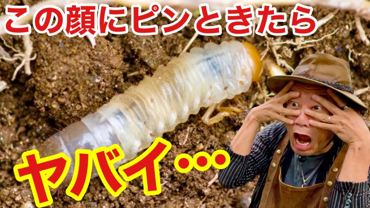 【2匹で全滅】この虫が鉢の中にいたらアウトです　　【対策】【退治】【コガネムシ】【害虫】　【カーメン君】【園芸】【ガーデニング】【初心者】