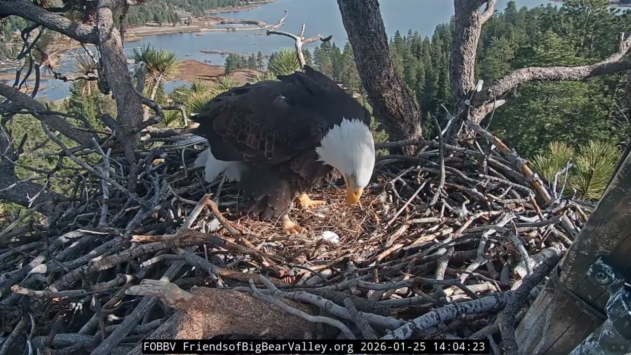 1-25-2026 A fish, a hawk and a raven