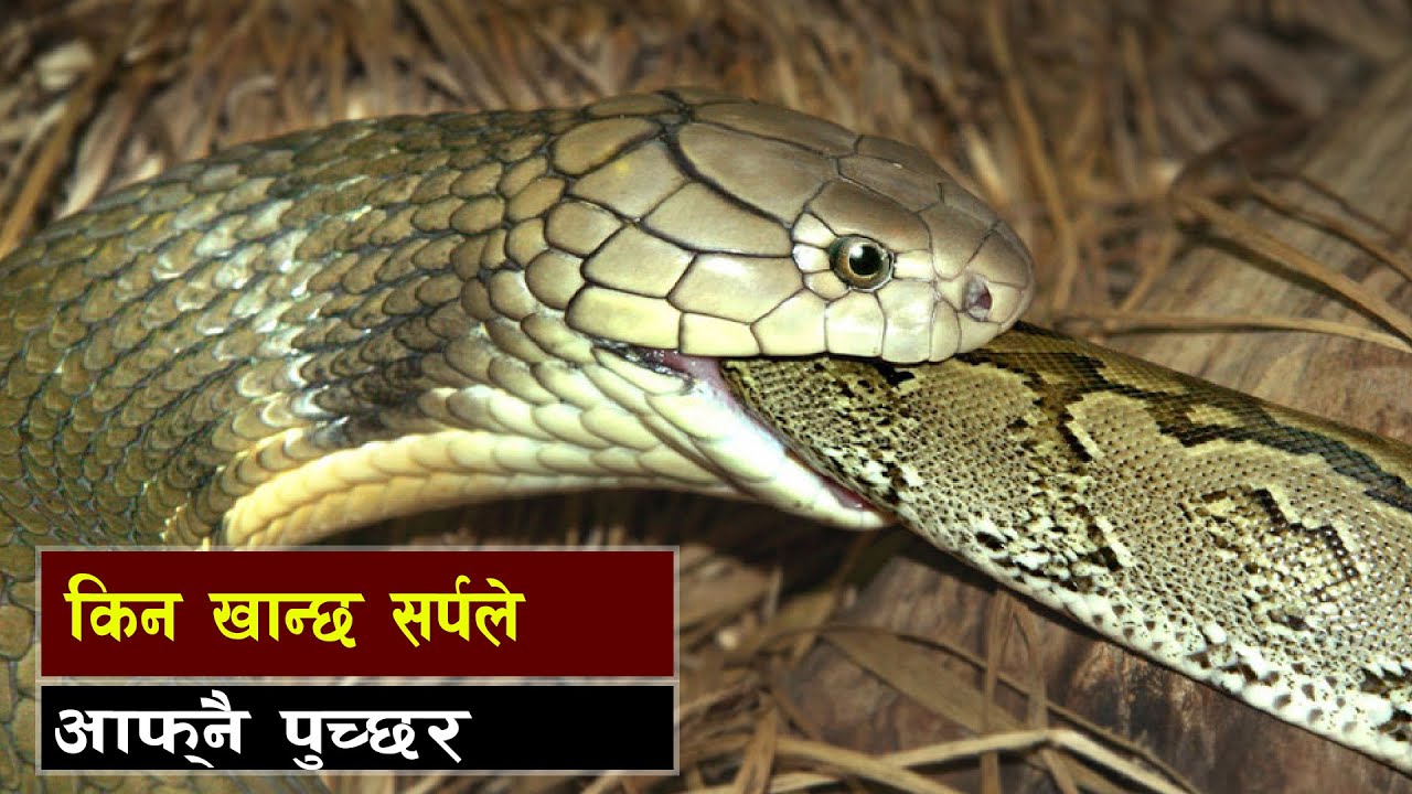 सर्पले सर्पलाई खानुको अचम्मको रहस्य || all history