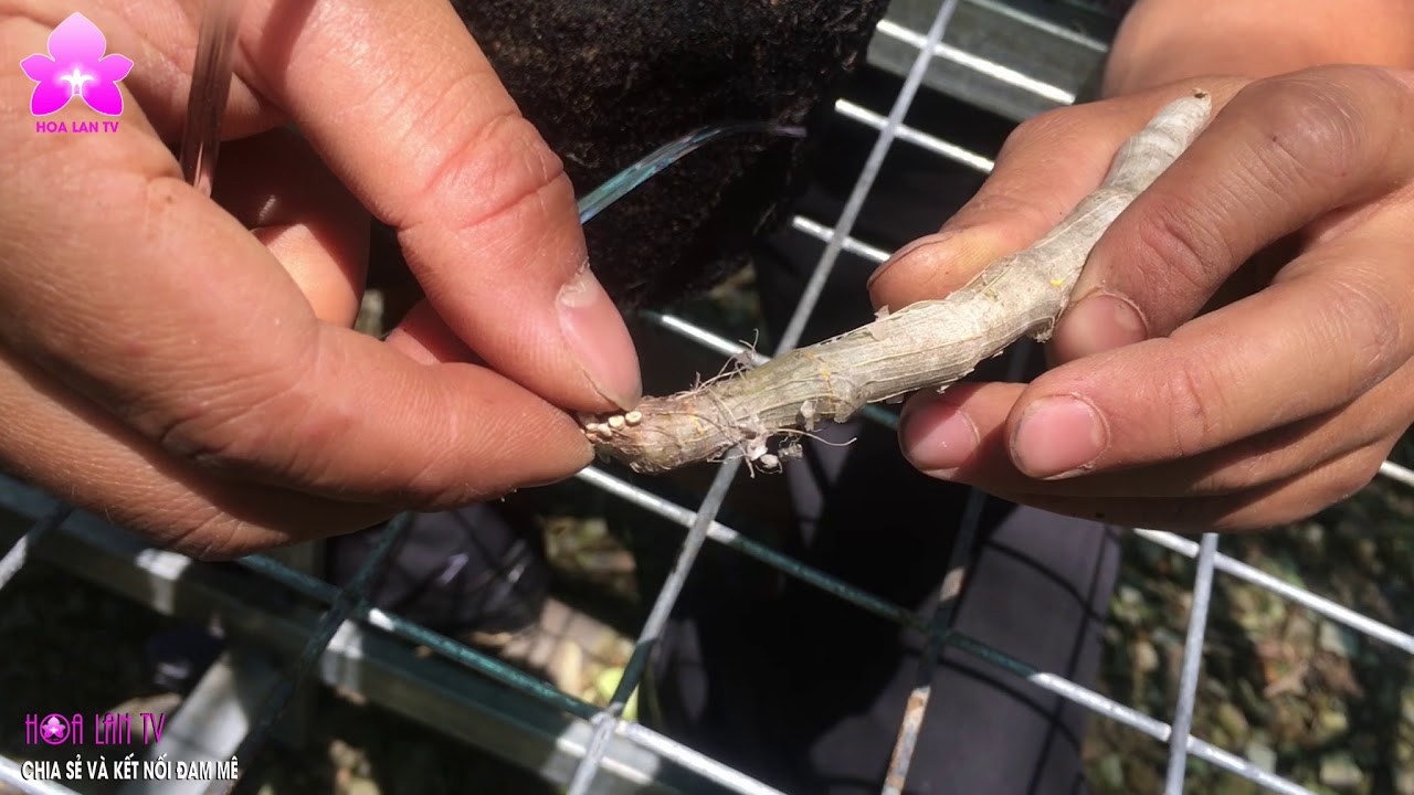 Hướng Dẫn Ghép Lan Trầm Tím Nhanh Nảy Kie, Ít Tốn Giống [HOALANTV]