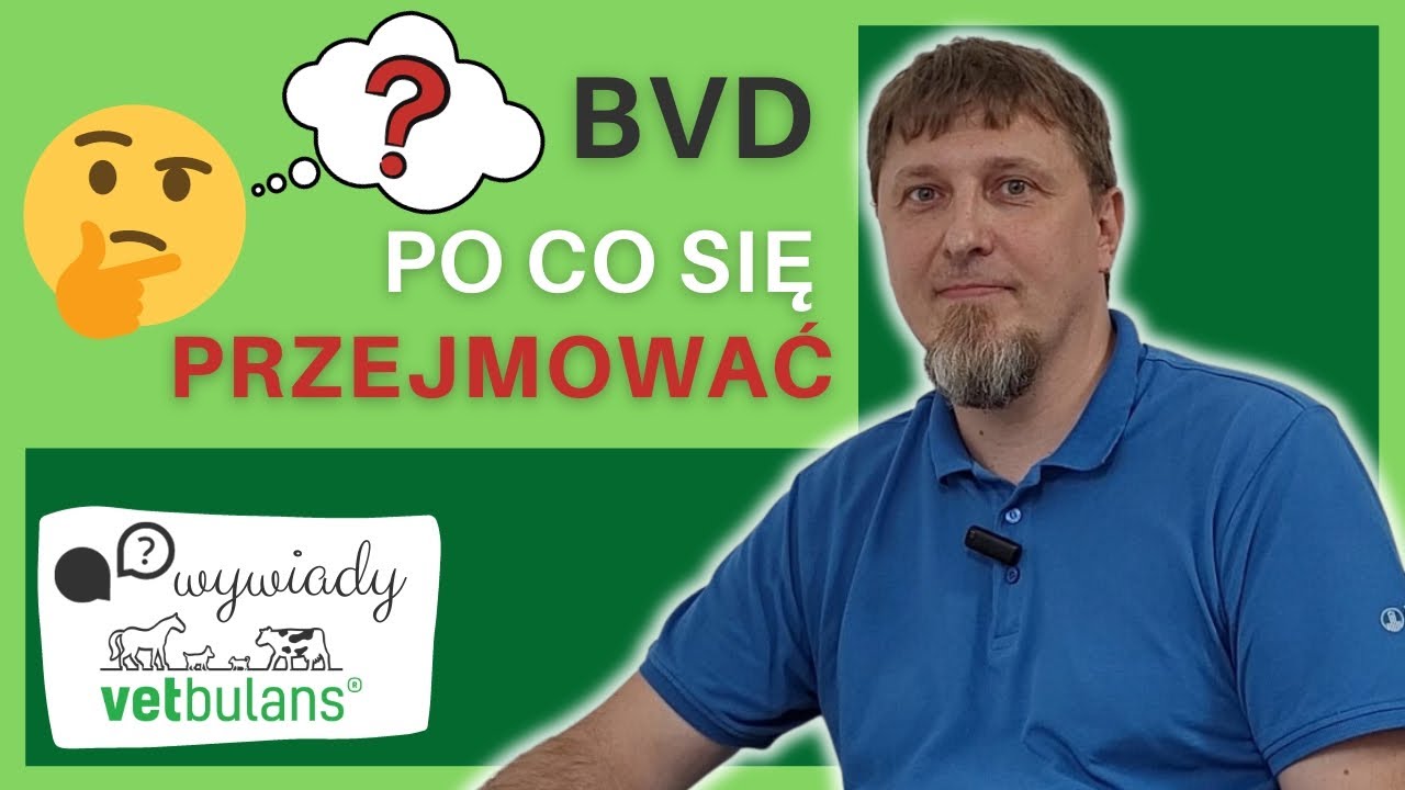 BVD - niezwykle kosztowna choroba bydła 🐄 | Dlaczego obecność BVD tak dużo kosztuje?