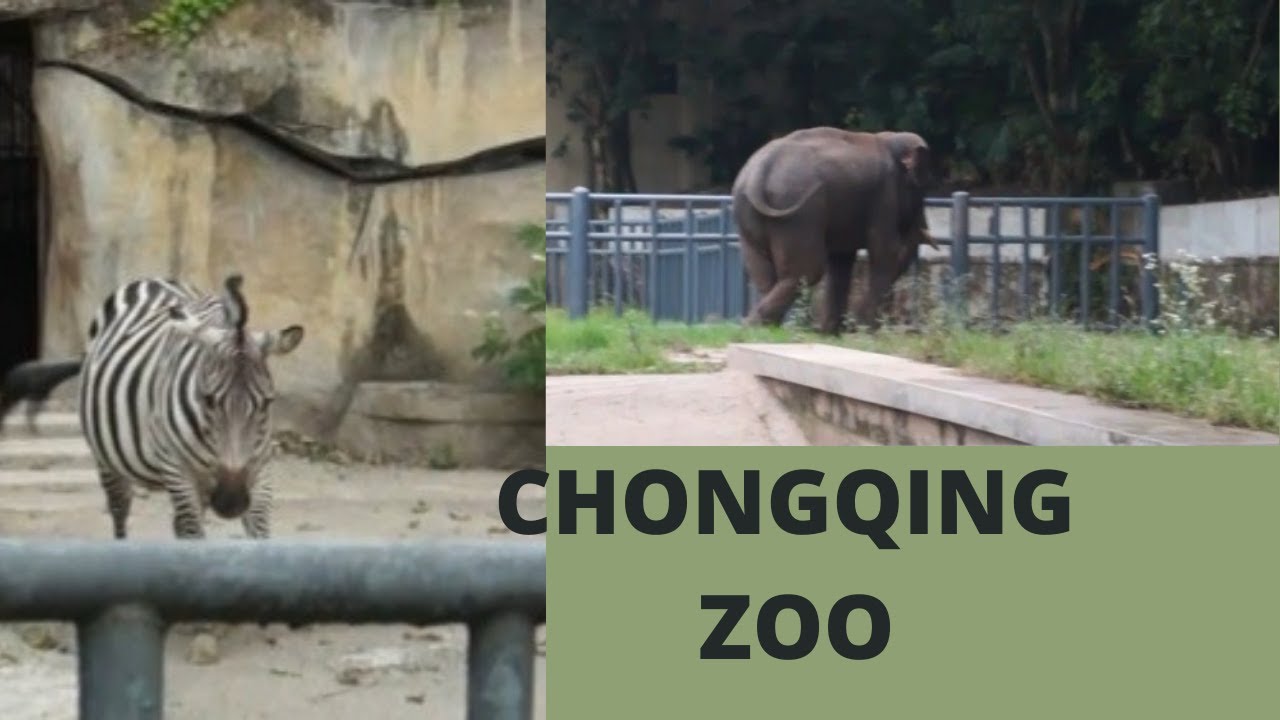 Chongqing Zoo| Walk Tour