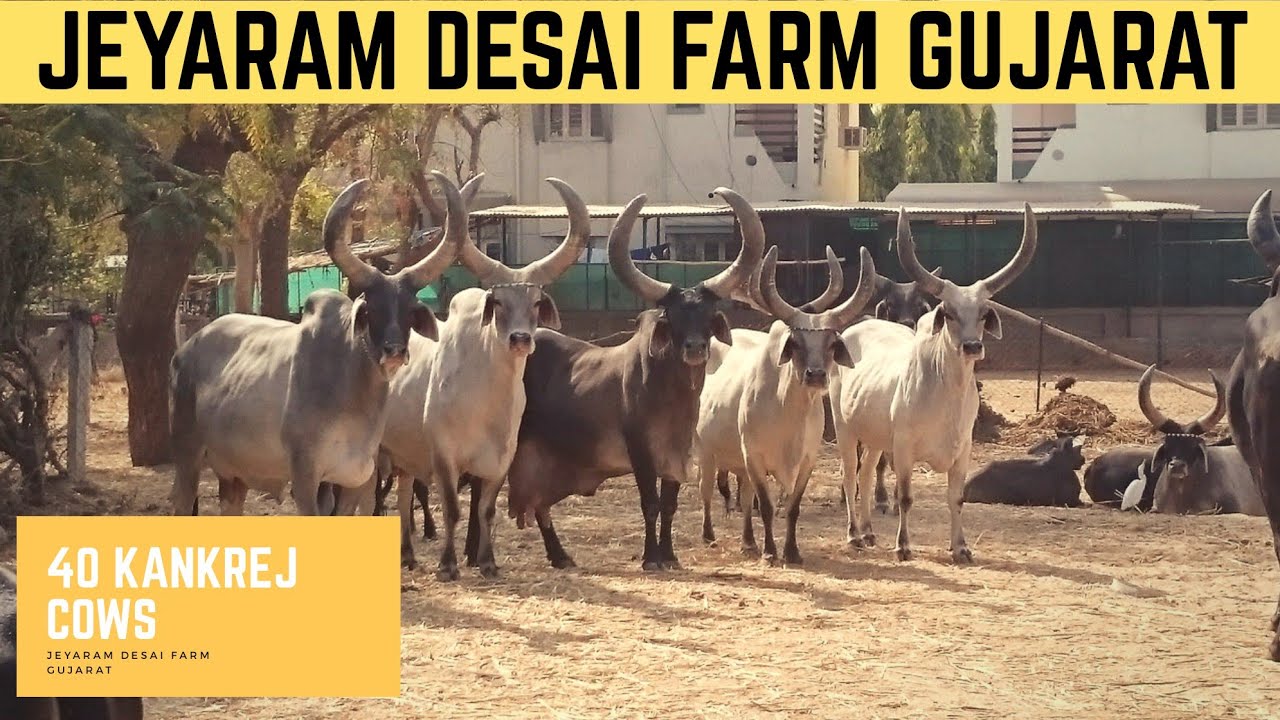 40 காங்க்ரெஜ் மாடுகள் | How to transport these cows from Gujarat?