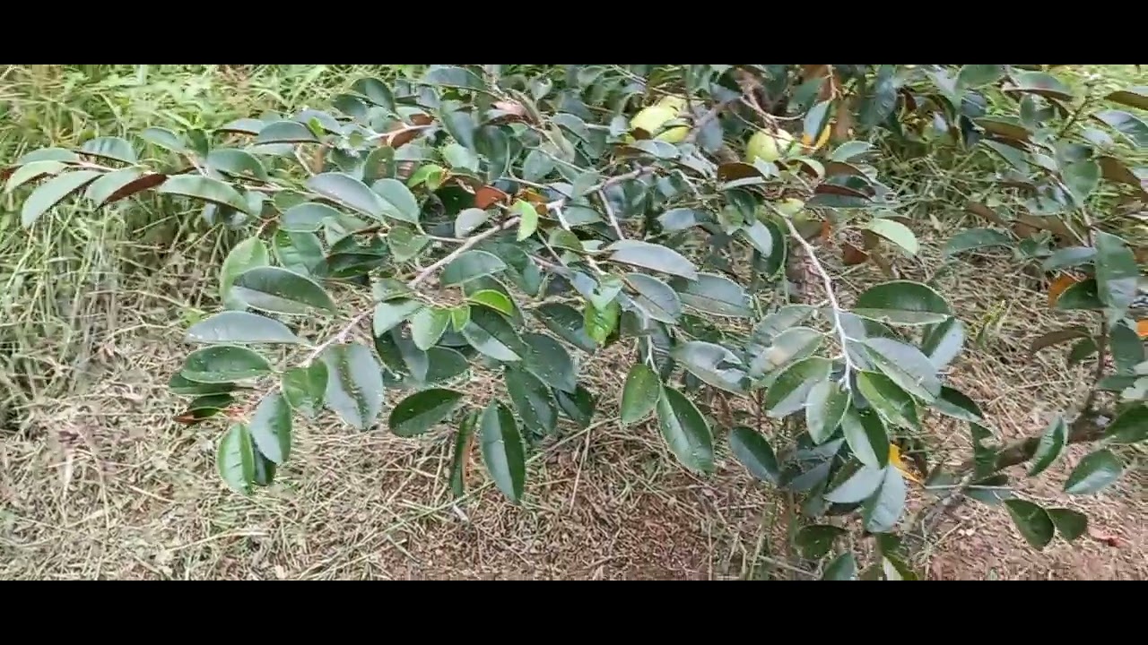 Vú sữa trồng bao lâu thì để được trái